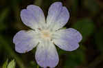 Largeflower baby blue eyes